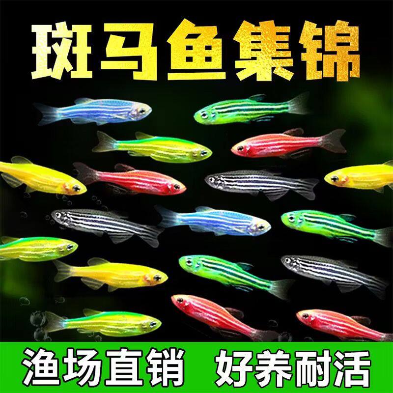 热带观赏鱼斑马鱼七彩好养糖果淡水鱼懒人小型新手彩色耐活小鱼