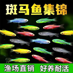 热带观赏鱼斑马鱼七彩好养糖果淡水鱼懒人小型新手彩色耐活小鱼