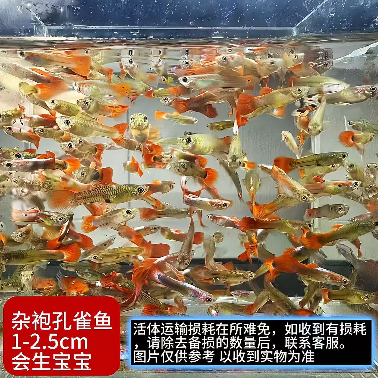 孔雀鱼热带鱼观赏鱼苗精品小型淡水好养耐活金鱼斑马大尾凤尾纯种