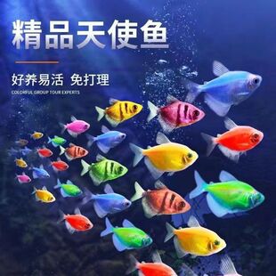 糖果天使鱼七彩大号观赏热带鱼群游小型淡水好养耐活鱼苗孔雀斑马