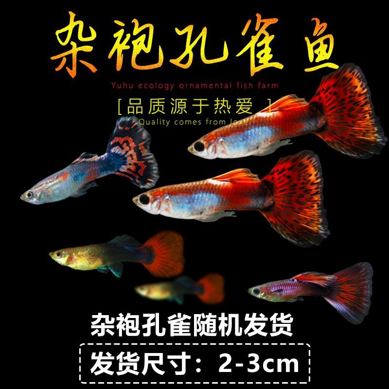 孔雀鱼热带孕母淡水纯种好养耐活小型鱼苗观赏鱼繁殖凤尾胎生金鱼