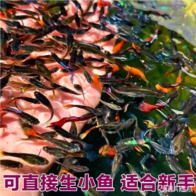 孔雀鱼纯种观赏鱼小型淡水好养热带鱼活体清道夫斑马金鱼小鱼鱼苗