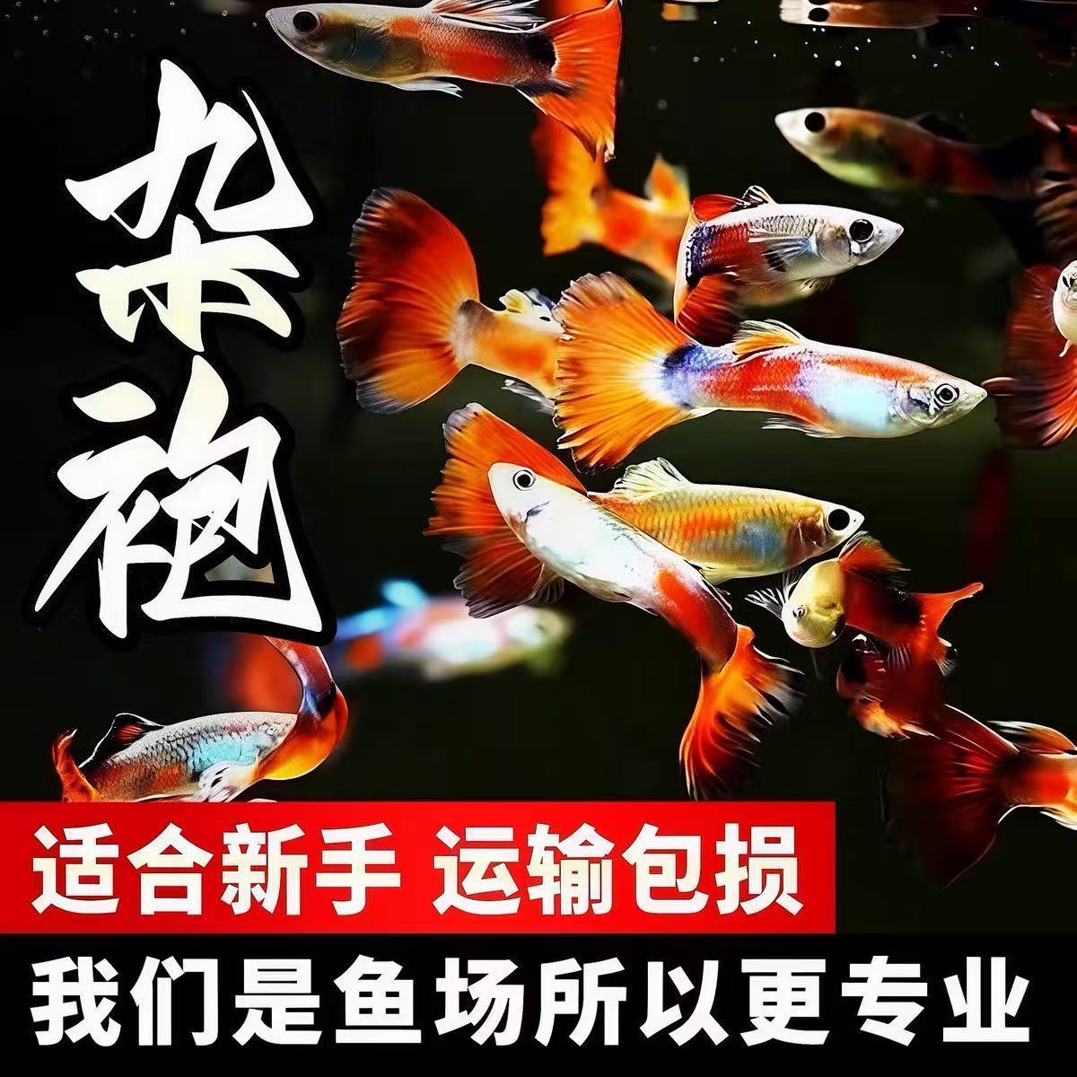 累计热带灯科鱼斑马鱼大号观赏鱼淡水好养耐活孔雀鱼苗活体清道夫