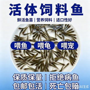 饲料鱼乌龟吃的小鱼苗喂乌龟饲料活鱼饵料喂斗鱼龟粮土鲮鱼麦穗鱼