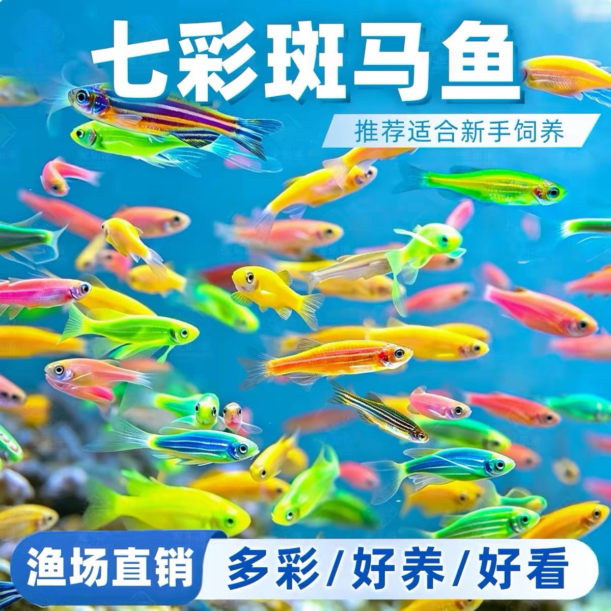 热带观赏鱼红蓝斑马鱼小型金鱼苗观赏鱼蝶翼精品孔雀红绿灯科活体