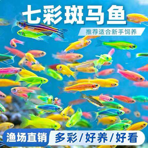 热带观赏鱼红蓝斑马鱼小型金鱼苗观赏鱼蝶翼精品孔雀红绿灯科活体