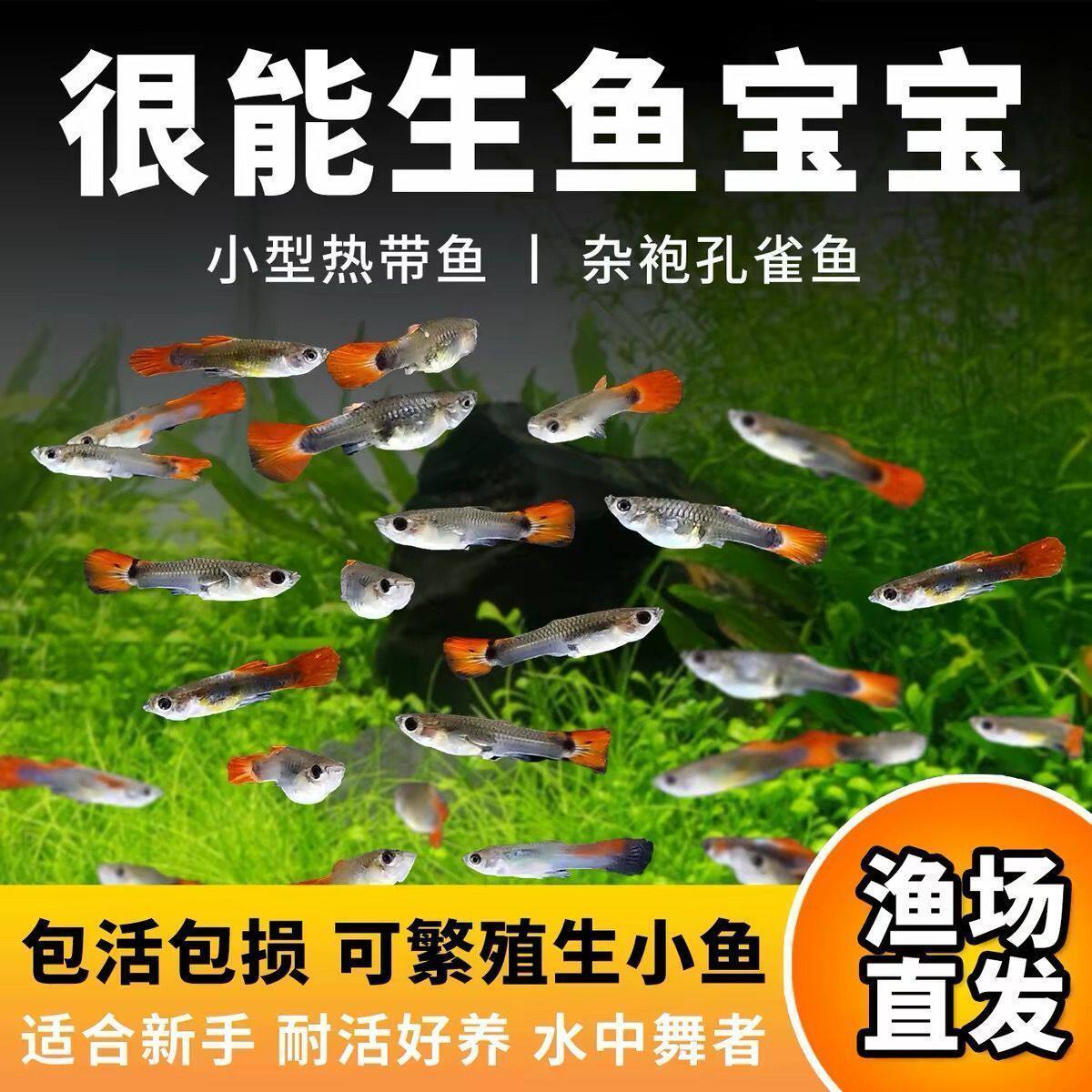 精品纯种孔雀鱼观赏鱼热带鱼小型淡水好养耐活新手大型可生小鱼