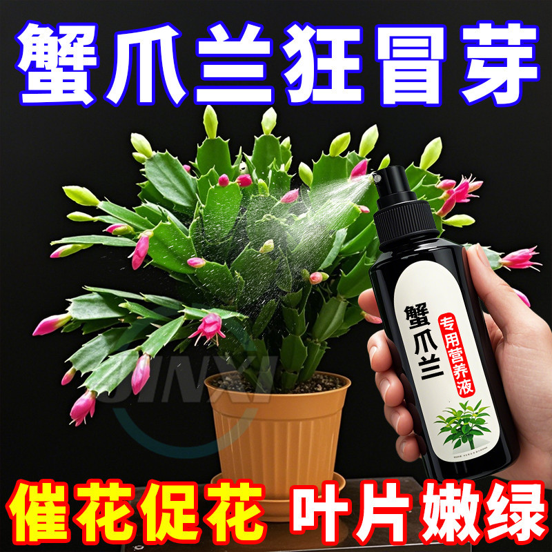 蟹爪兰专用营养液增绿促开花
