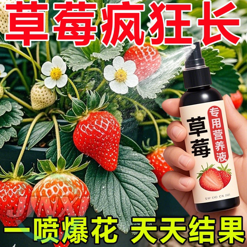 【一喷就大】草莓专用增长增大增产增肥防黄叶催花促结果营养液