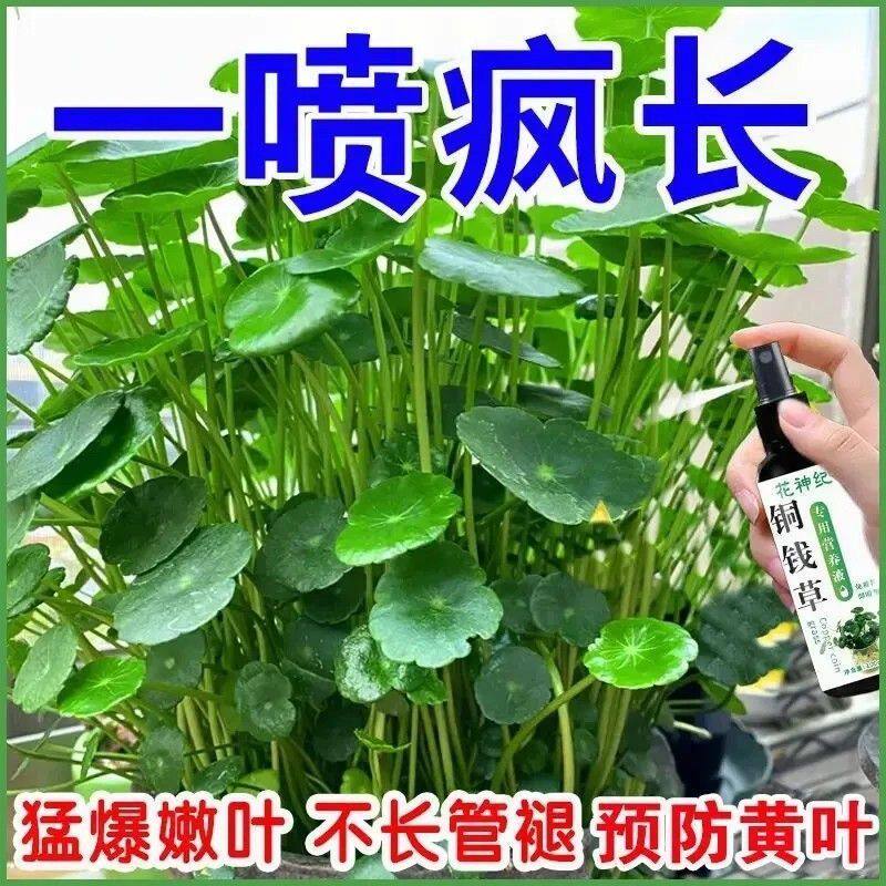 铜钱草专用营养液水培水养催芽肥料叶子发黄烂根枯萎促长新型肥料