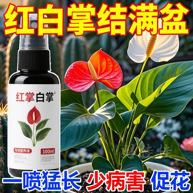 白掌红掌黄叶干枯急救营养液