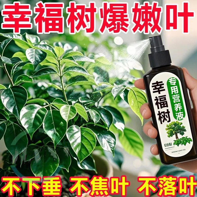 免稀释幸福树专用肥料营养液室内绿植盆栽植物花肥通用治掉叶黄叶