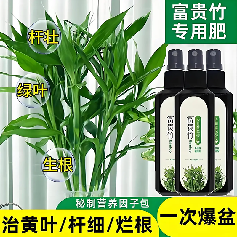 富贵竹专用营养液一喷绿促绿叶