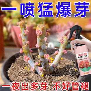 肉多多营养液催芽剂防黑腐化水多肉爆芽增肥浇花花元素园艺营养液