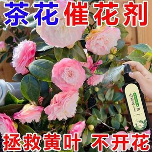 拯救】山茶花专用营养液防黄叶落叶焦尖黑斑枯萎掉花苞促开花肥料