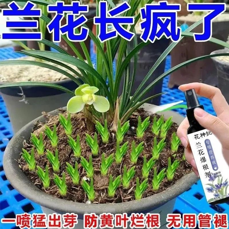 花神纪兰花爆根绿防枯叶营养液