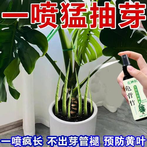 花神纪龟背竹营养液防黄叶烂根