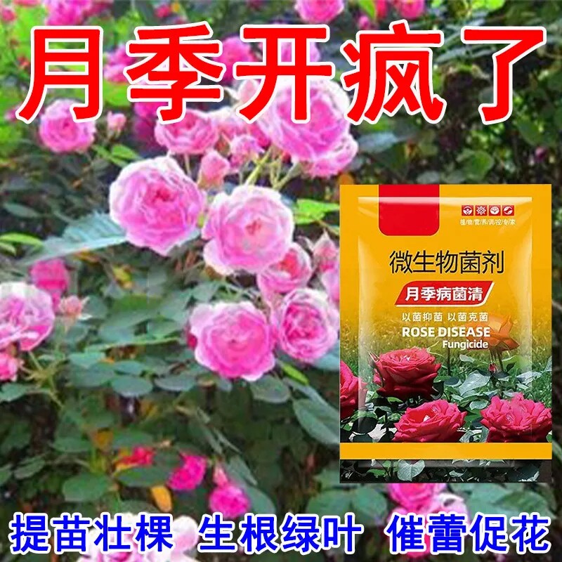 月季玫瑰爆花营养液防黄叶花