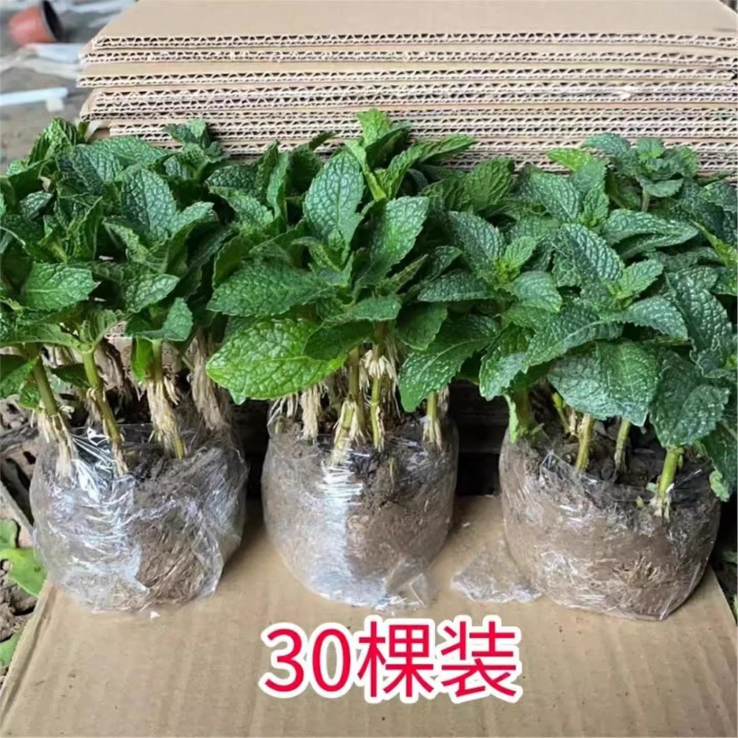 食用薄荷秧苗留兰香薄荷四季
