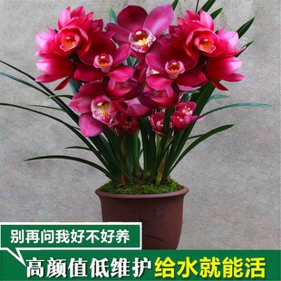 好看好养镜花兰园兰花苗大将军高档花蕙兰浓香兰草室内花盆栽花卉