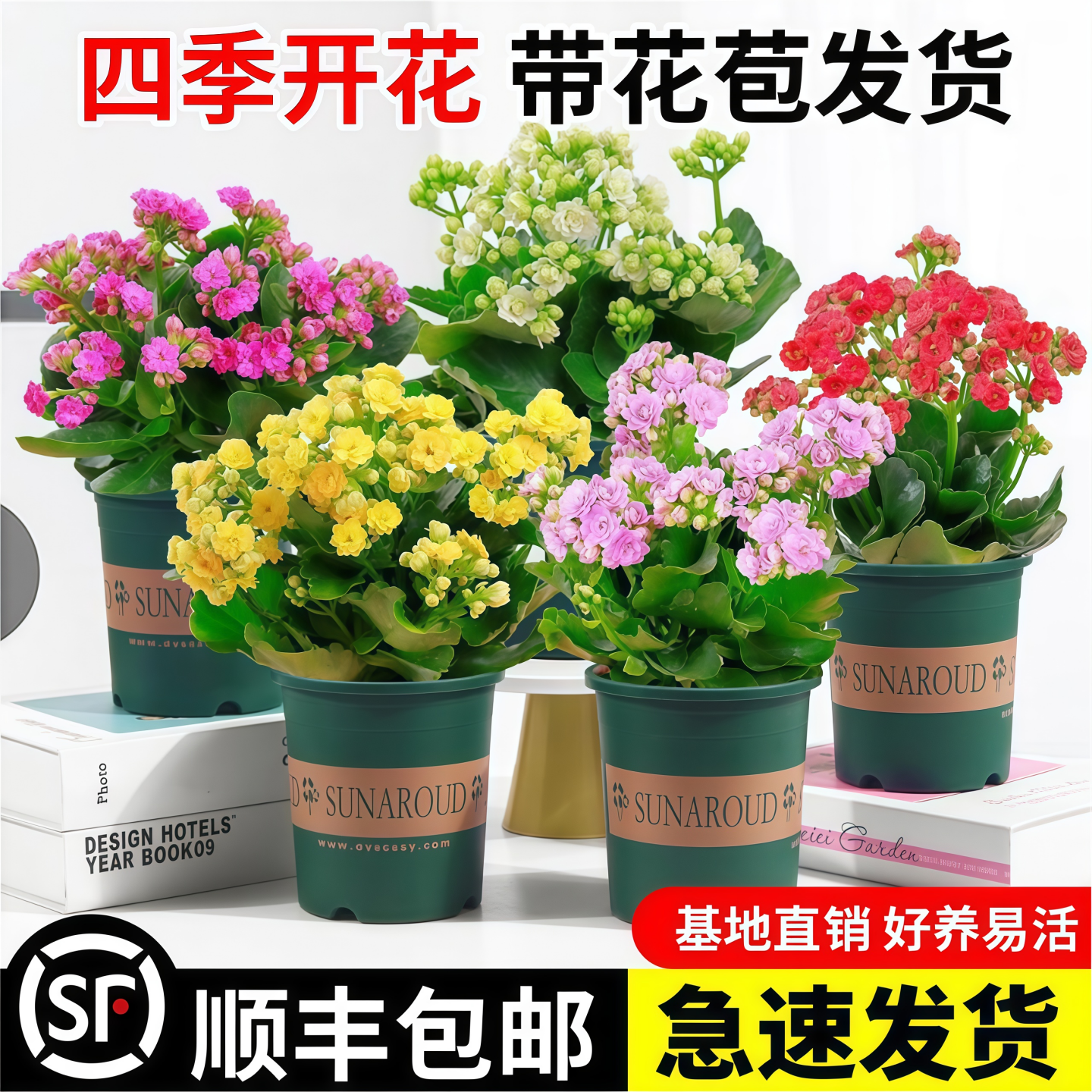 室内多季开花好养的花卉植物