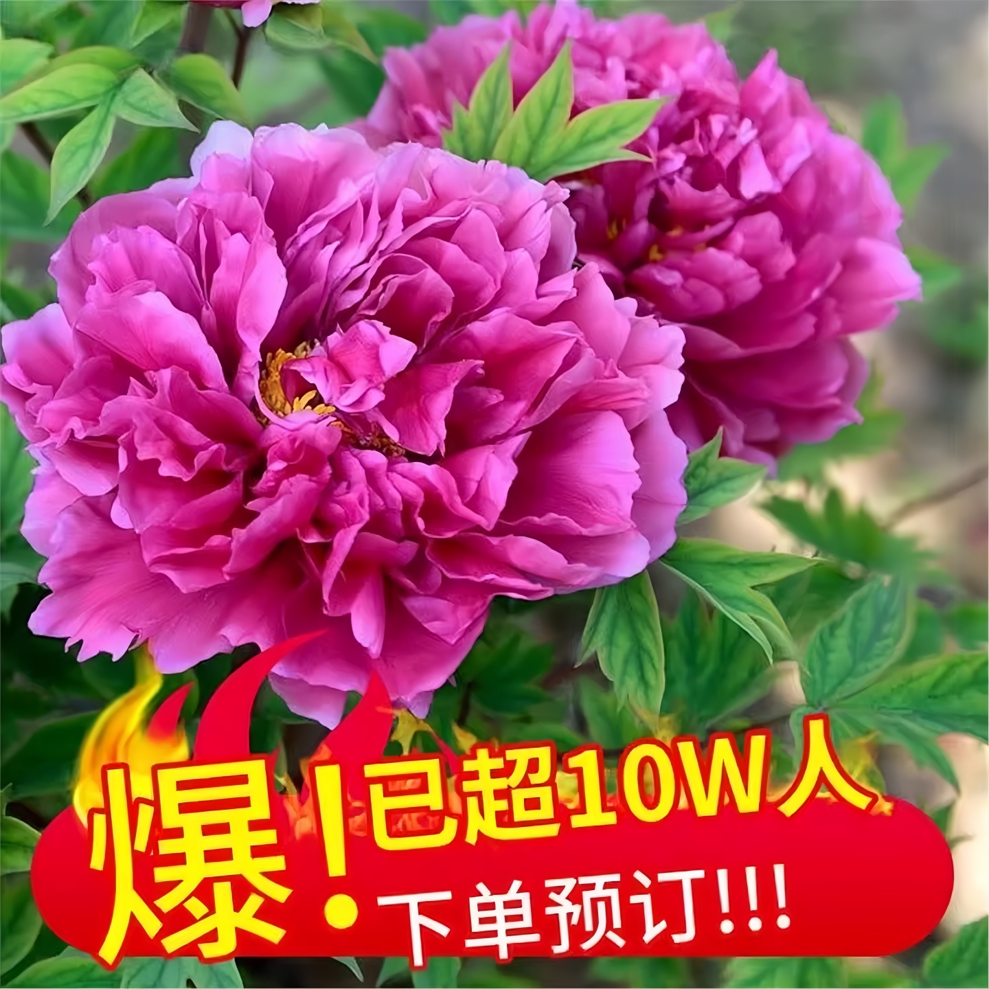 洛阳牡丹花苗盆栽重瓣大花带花苞