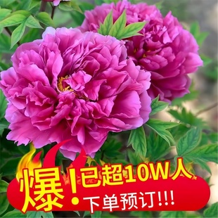 洛阳牡丹花苗盆栽重瓣大花带花苞庭院阳台绿植花卉鲜花绿植物树苗