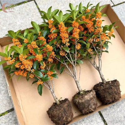 金桂丹桂沉香桂八月桂花树苗