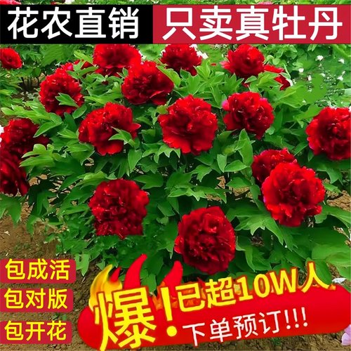 鲜花牡丹花苗正宗洛阳重瓣大花
