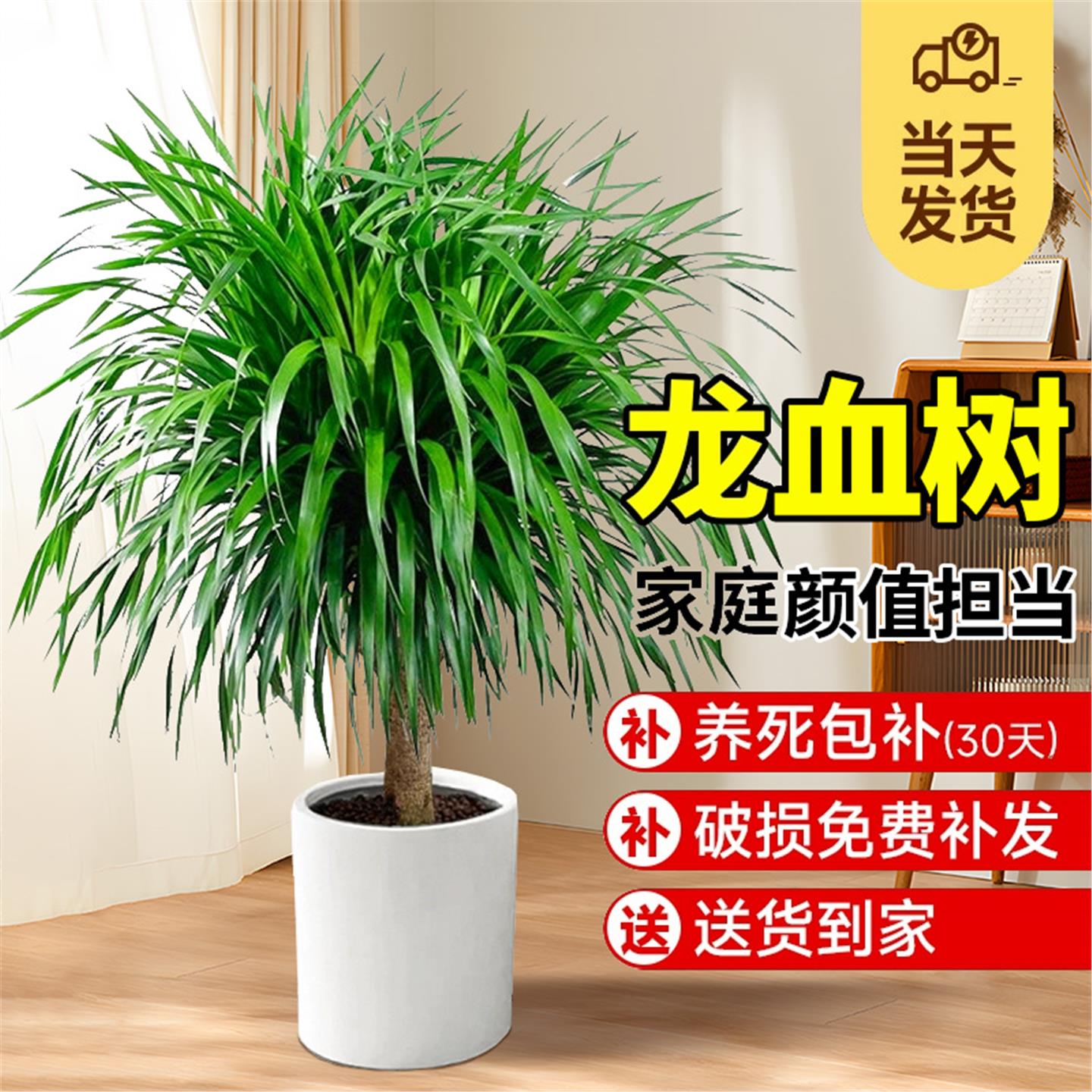 龙血树盆栽办公室内大型客厅植物