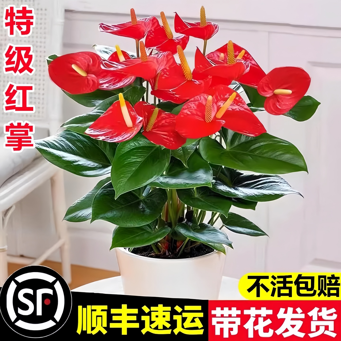红掌盆栽花卉植物室内花水培红掌