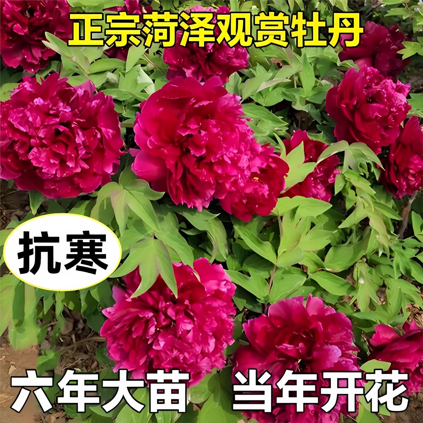 菏泽牡丹花苗大苗盆栽花卉庭院