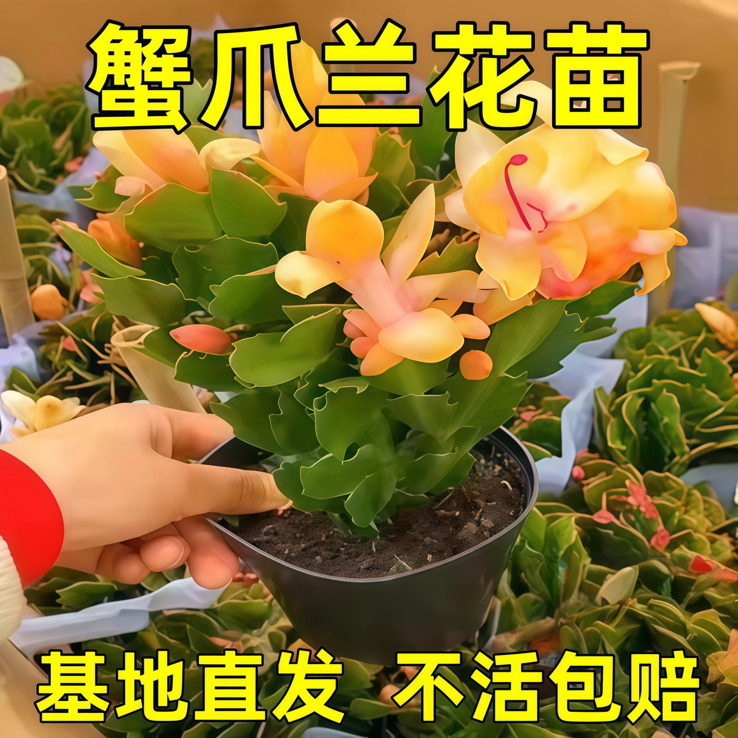 【巴西好货】进口多层蟹爪兰带根