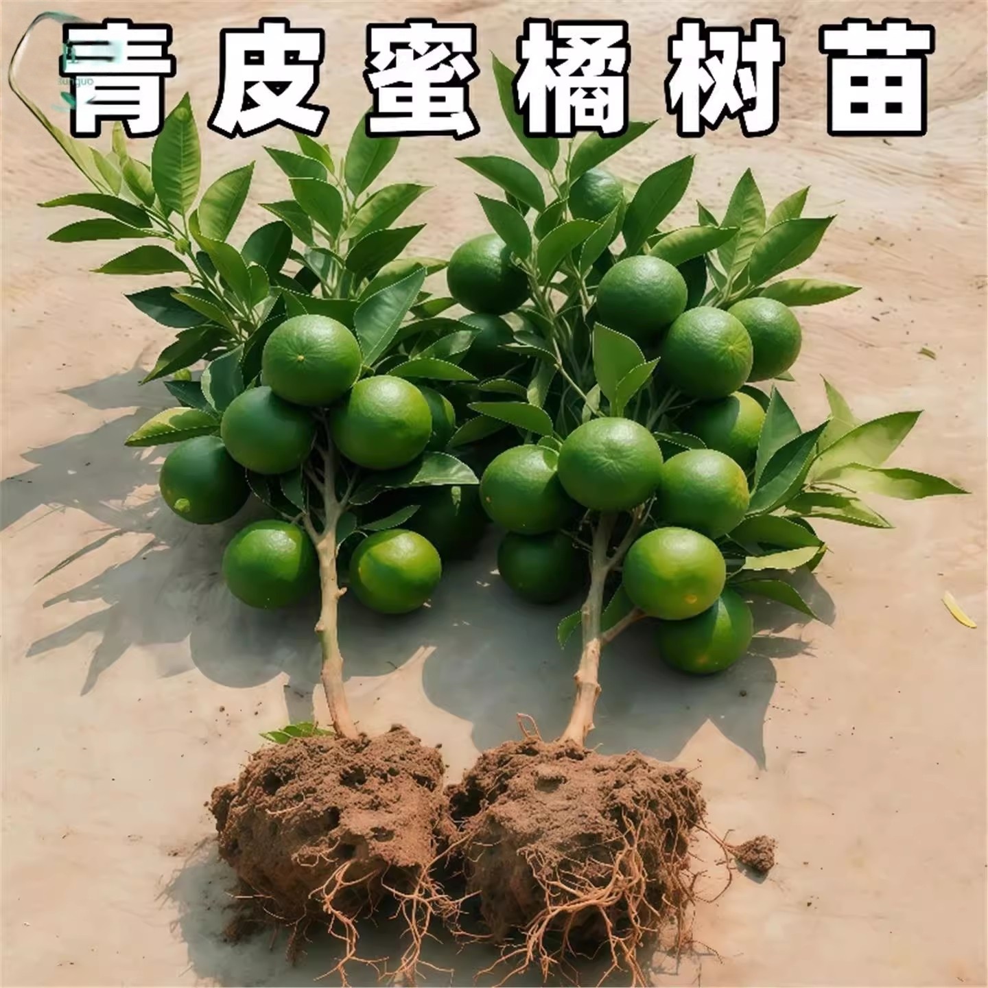 青皮蜜橘树苗四季好养桔子树苗