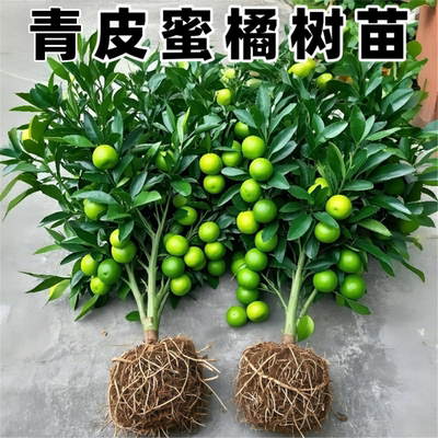 新品种嫁接早熟青皮蜜桔苗日南