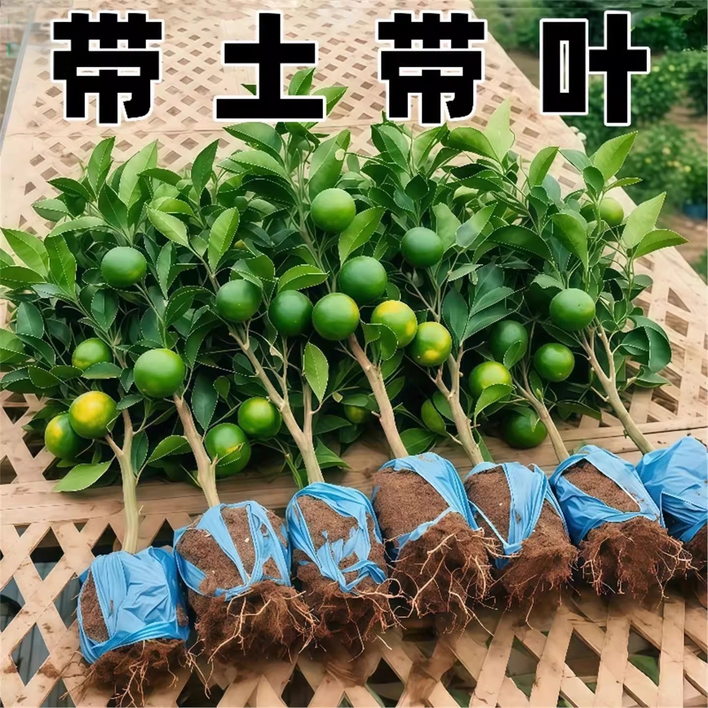 青皮蜜桔苗橘子树果树果苗早熟