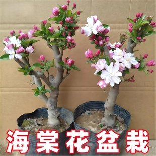 多肉植物海棠花盆栽地栽好养易活阳台四季 海棠落叶耐寒庭院室内外