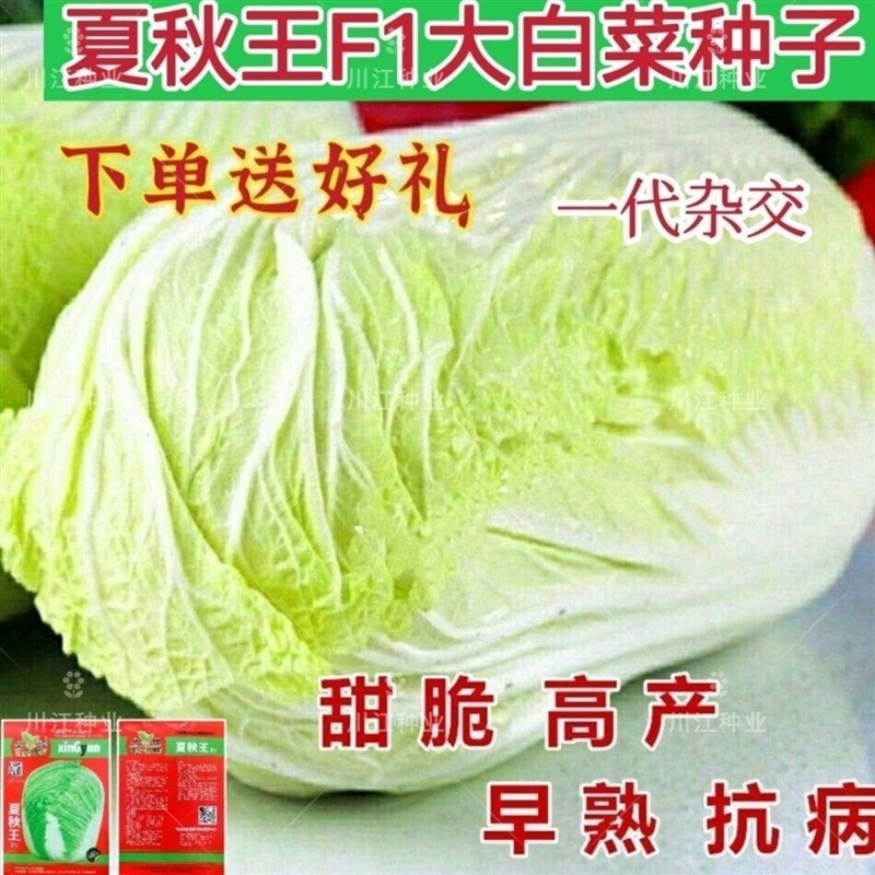 50天高产夏秋王大白菜种子包心菜结球抗病白菜早熟农家抗热蔬菜籽