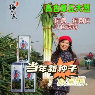 山东章丘状元高白甜脆大葱种 东北越冬 高巨白耐寒 冬储新品高产
