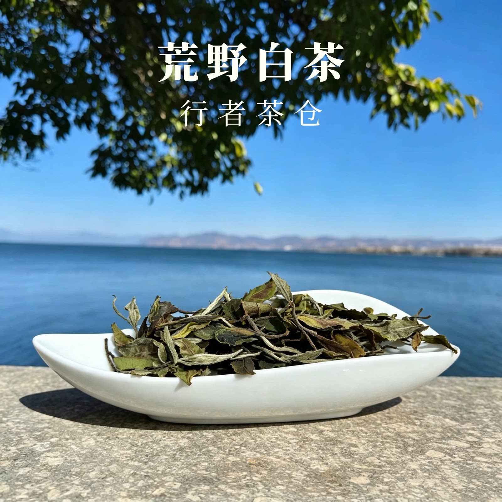 云南荒野老白茶小方块简单好携带冲泡便捷送礼送领导礼盒装伴手礼