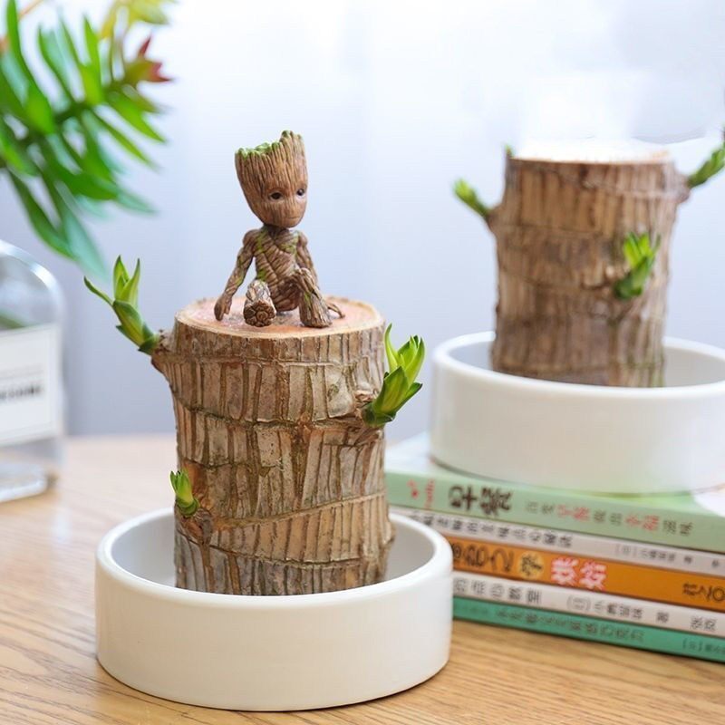 巴西木格鲁特树人开花水培养幸运木室内好养懒人花卉迷你绿植盆栽