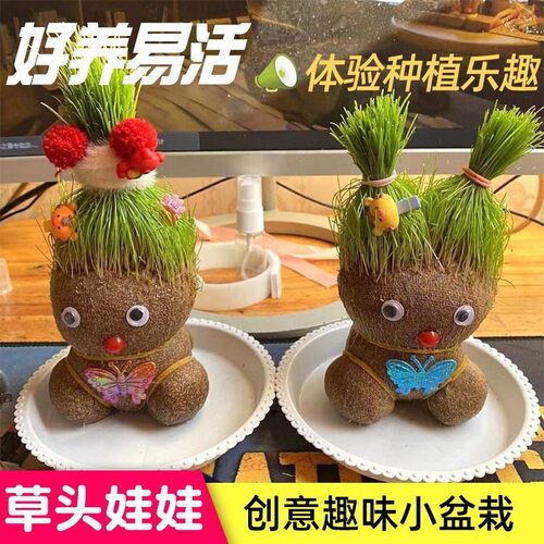 草头娃娃头上长草儿童种植观察