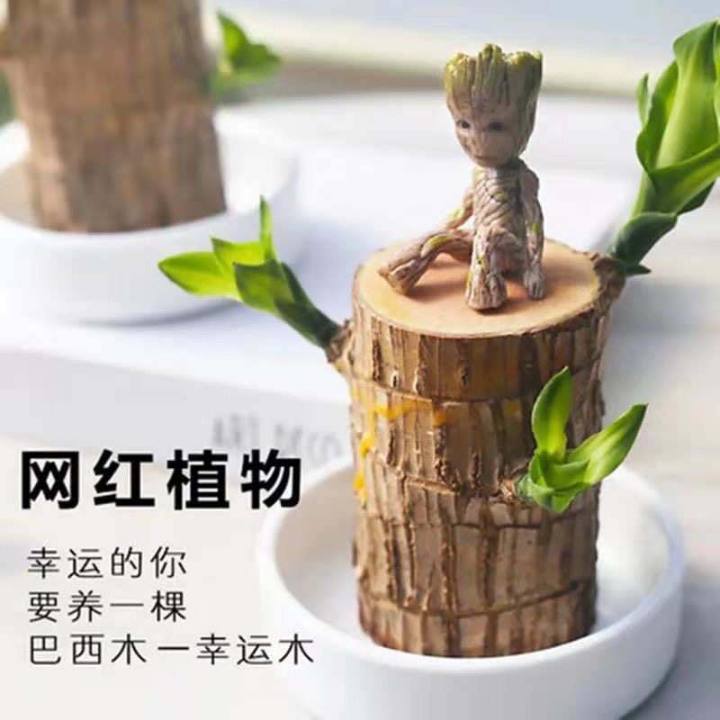 巴西木格魯特水養(yǎng)幸運(yùn)木水培花卉室內(nèi)陽(yáng)臺(tái)夏季驅(qū)蚊綠植盆栽幸運(yùn)木