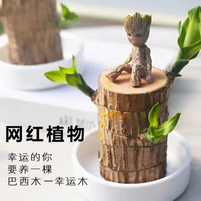 格鲁特水培幸运木室内驱蚊盆栽