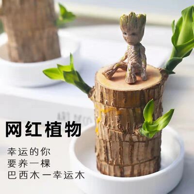 格鲁特水培幸运木室内驱蚊盆栽