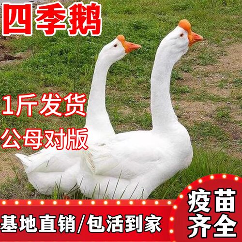 一斤鹅苗四季大白鹅产蛋草鹅小鹅活苗脱温鹅苗散养大白鹅包活到家