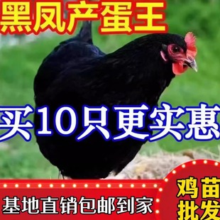 黑凤鸡活苗纯种黑凤鸡苗高产蛋鸡苗散养土鸡苗小鸡苗脱温鸡苗包邮