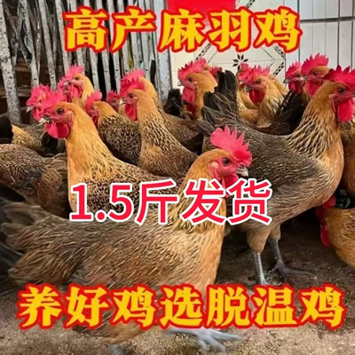 1.5斤麻羽鸡活苗散养土鸡活苗小鸡活苗大鸡活苗老品种土鸡蛋鸡苗