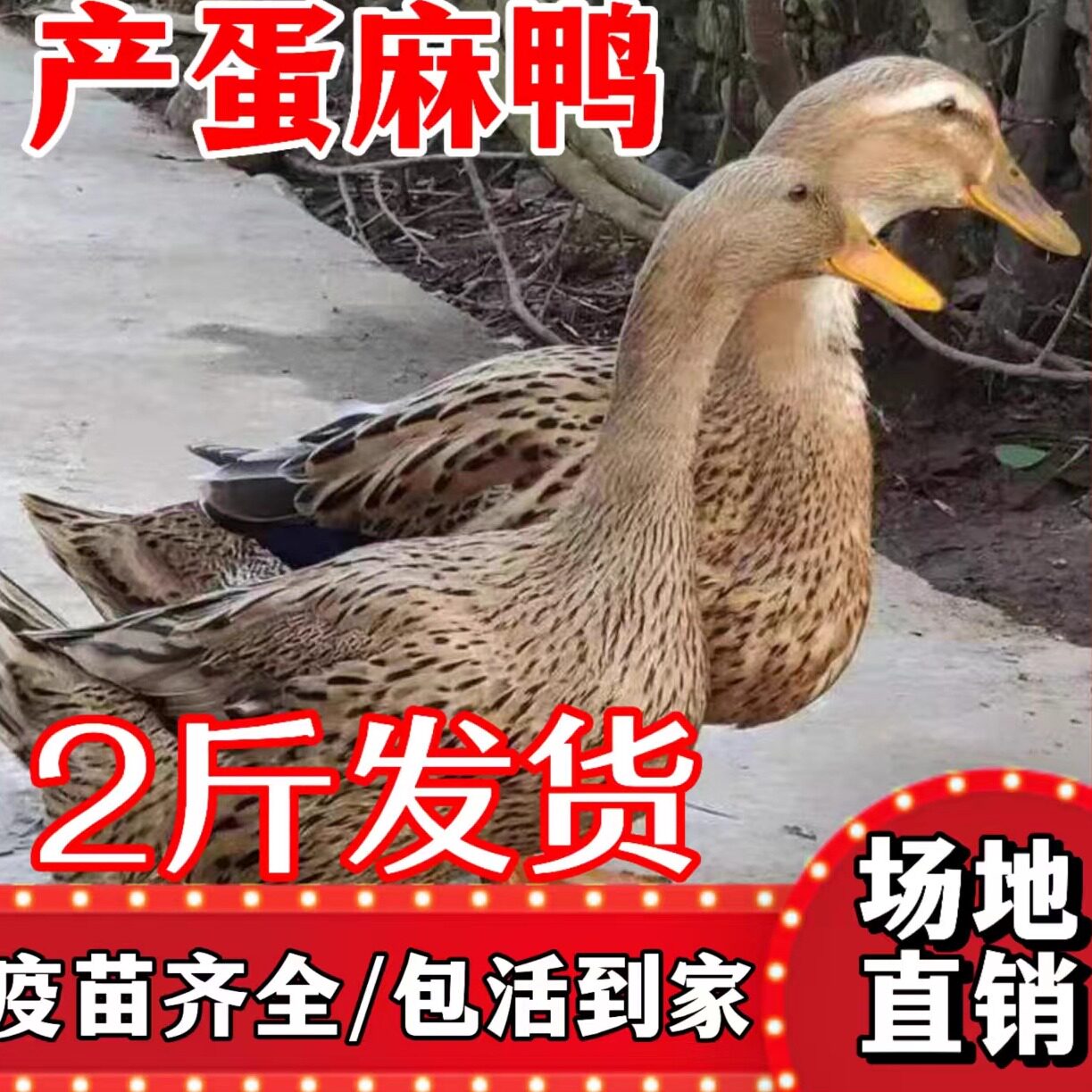麻鸭活苗高产绿壳蛋鸭苗小鸭活苗脱温鸭苗水鸭土鸭苗散养鸭苗包邮