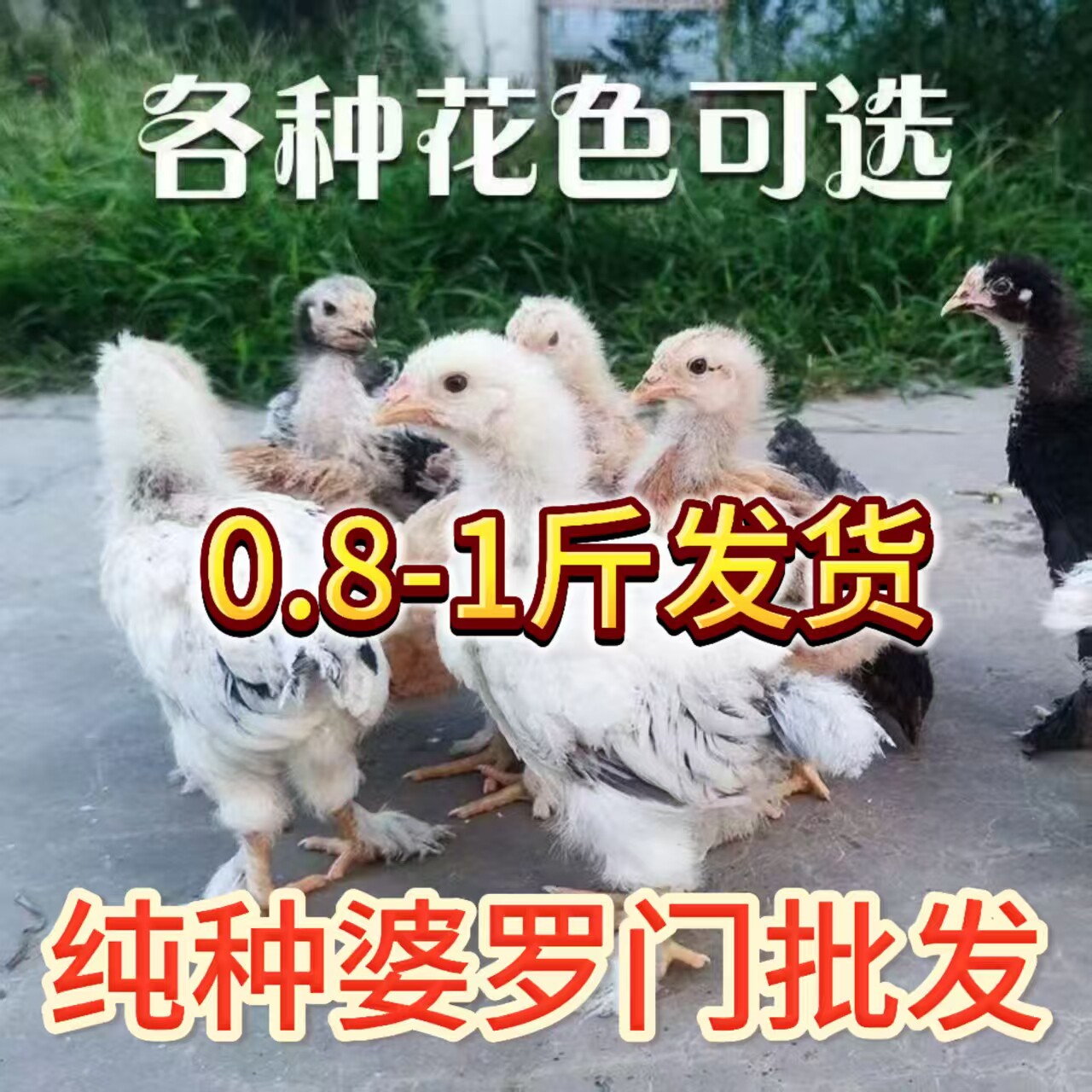 纯种婆罗门鸡苗大种鸡苗观赏鸡苗小鸡活苗大型鸡苗梵天鸡包邮到家